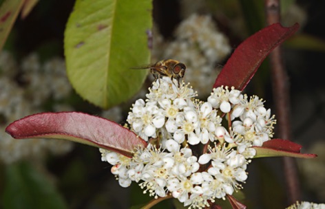 Photinia fiorita